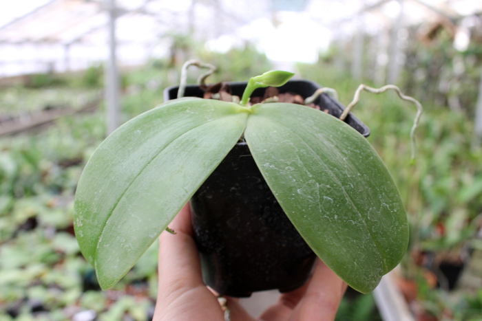 Phalaenopsis bellina 'Ponkan'.JPG