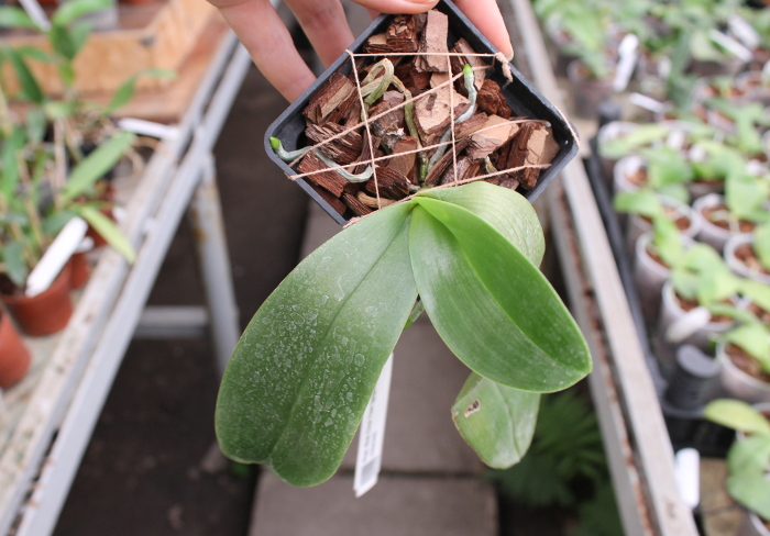 Phalaenopsis Mok Choi Yew (gigantea x violacea).JPG