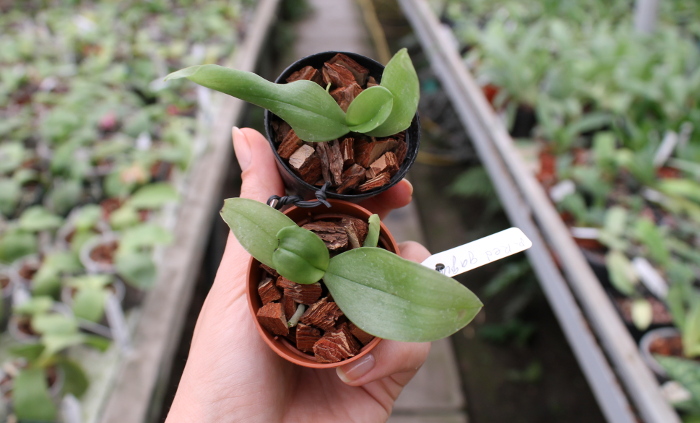 Phalaenopsis Red Jaguar (Phalaenopsis Hsu Li-Shian x Phalaenopsis gigantea).JPG