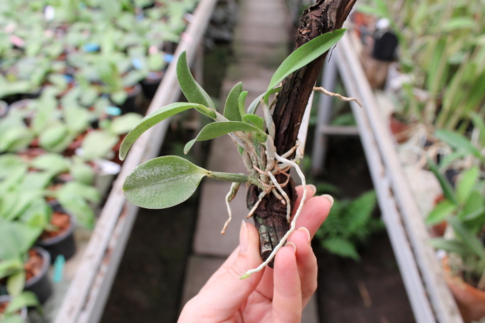 Laelia alaori escura II x Laelia alaori escura I.JPG