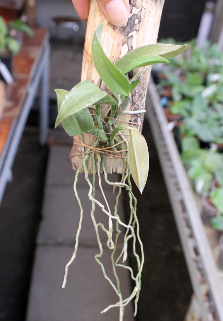 Laelia alaori escura x self.JPG