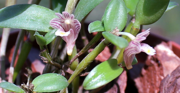 Dendrobium quadrangulare .JPG