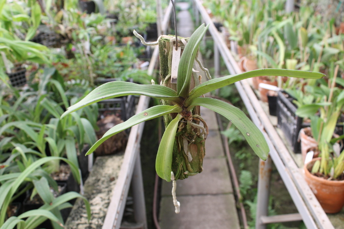 Rhynchostylis gigantea Blue.JPG