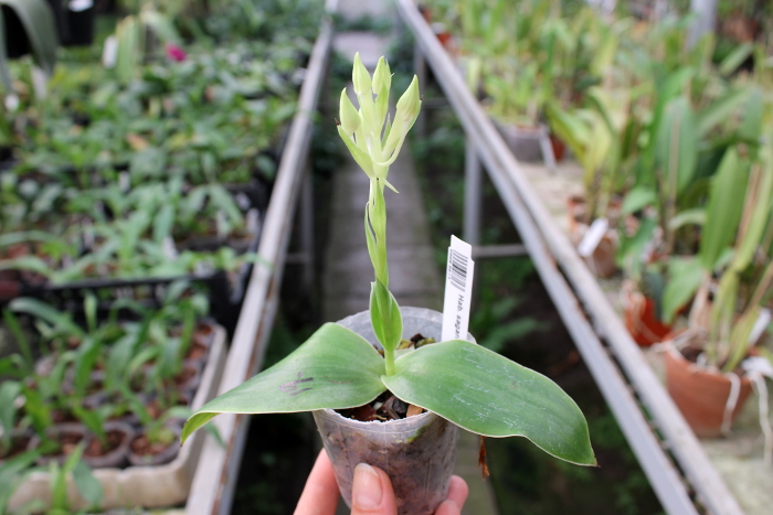 Habenaria sagarikii.JPG