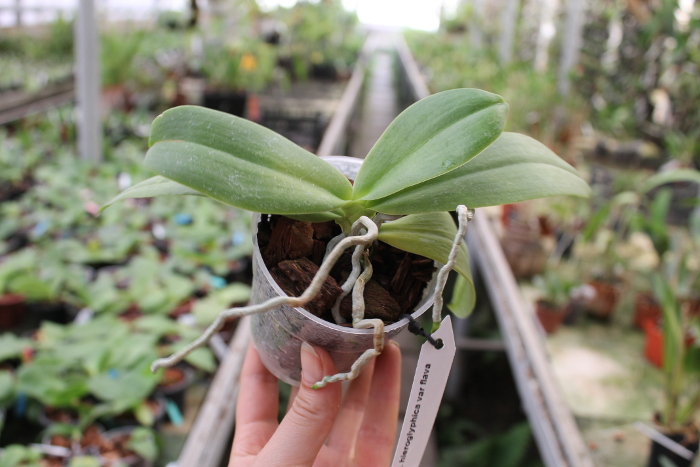 Phalaenopsis hieroglyphica var flava.JPG