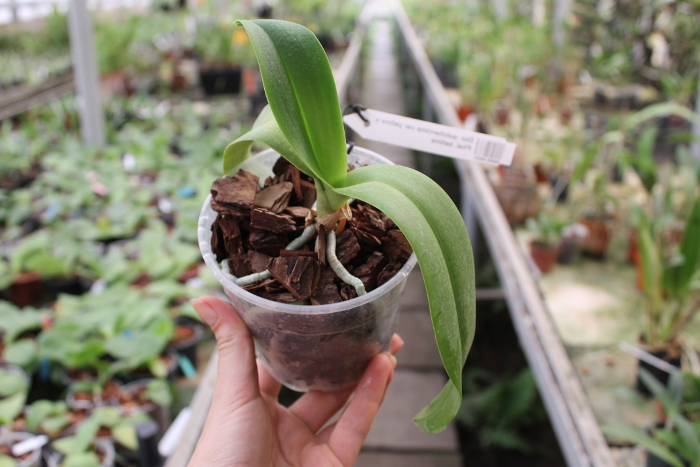 Doritis pulcherrima var yellow x Phalaenopsis bellina.JPG