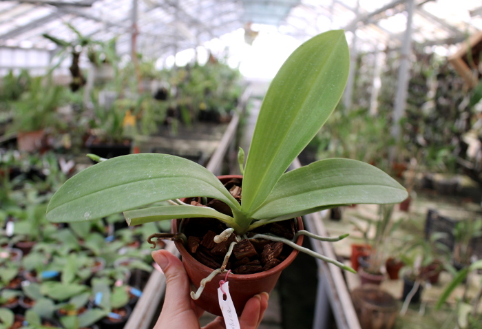 Phalaenopsis hieroglyphica.JPG