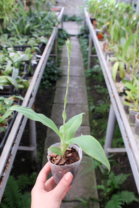 Habenaria medusa.JPG