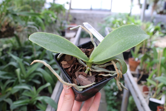 Phalaenopsis Natasha 'Aiko'.JPG