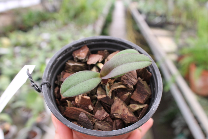 Doritaenopsis Lius Sakura.JPG