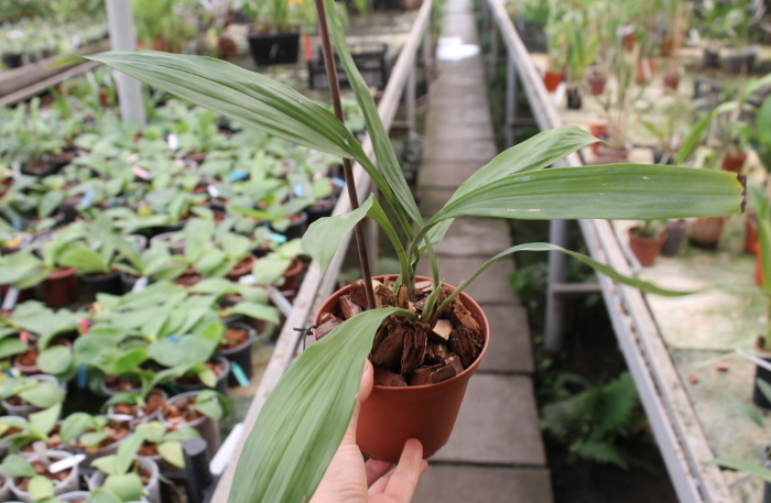 Acacallis cyanea x Otostylis brachystalix.JPG