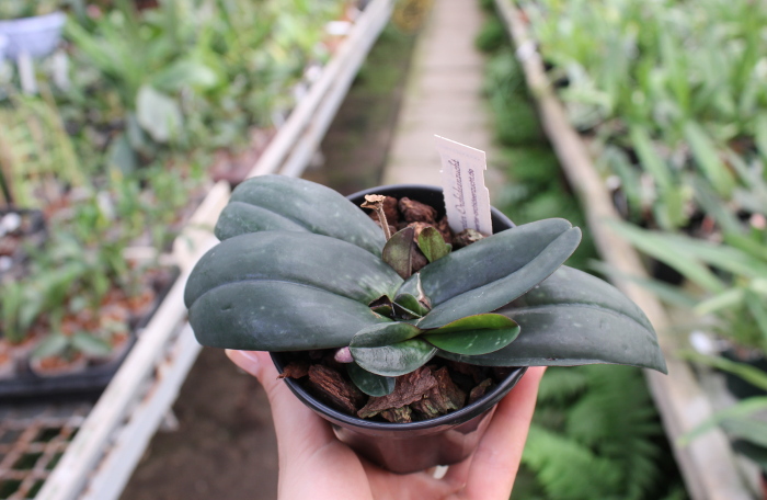 Paphiopedilum godefroyae.JPG