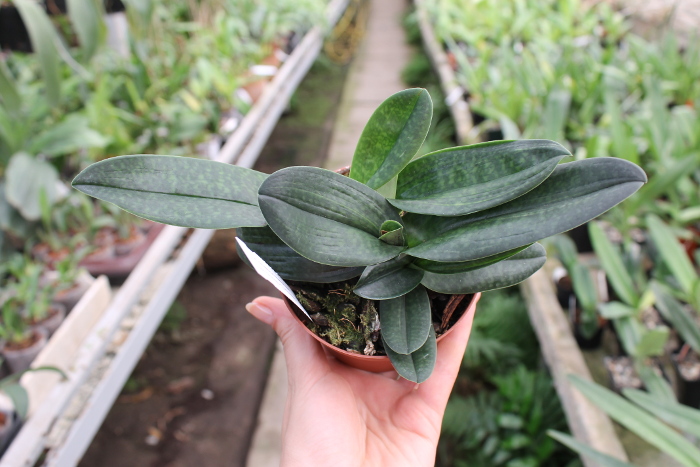 Paphiopedilum hangianum x bellatulum.JPG