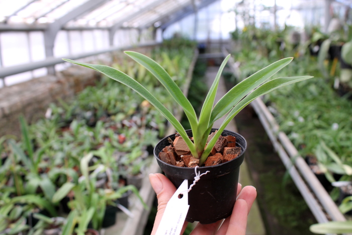 Phragmipedium caudatum x fischeri.JPG