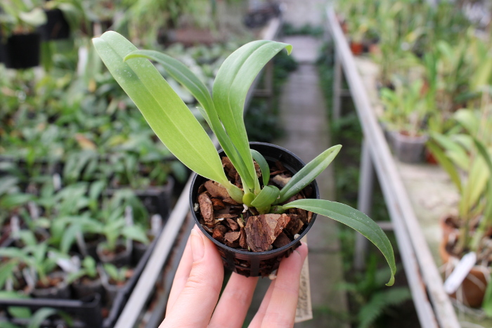 Bulbophyllum phalaenopsis x lobbii.JPG