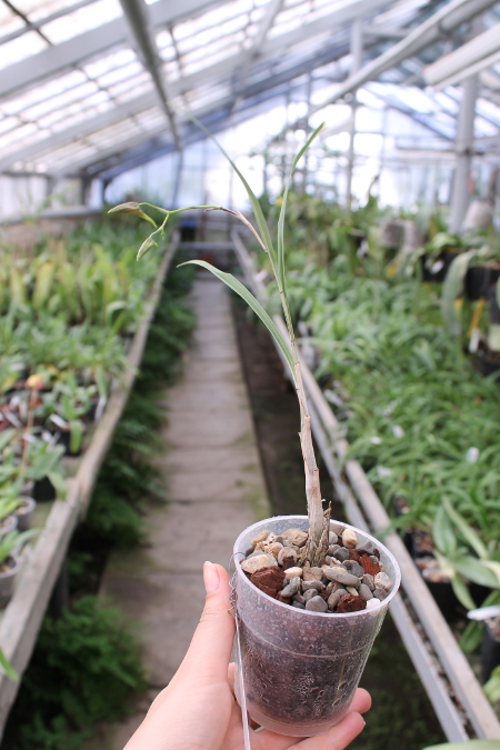 Galeandra baueri.JPG