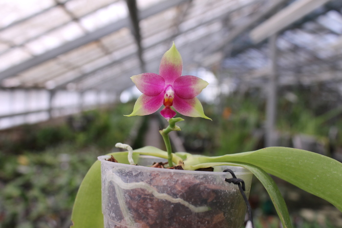Phalaenopsis Ld's Bear King x violacea indigo.JPG