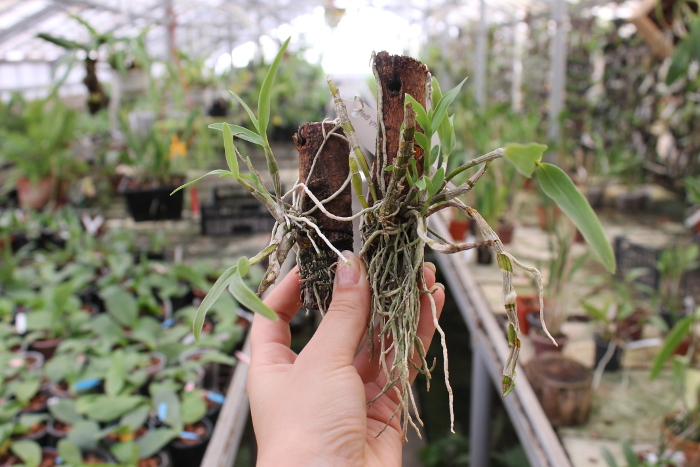 Dendrobium Gold Papillon 'Liberty Bell'.JPG