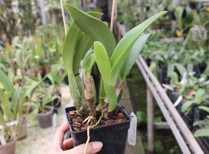 Brassolaeliocattleya Lucky Strike x Brassolaeliocattleya Golf Pink.JPG