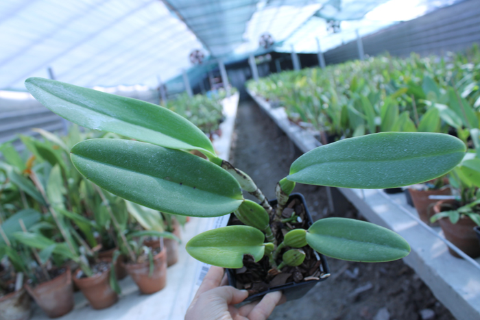 Cattleya warneri escura 'Corrego D'antas' x Cattleya warneri escura integra orlata.jpg