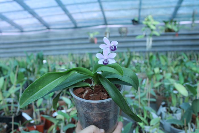 Doritaenopsis Tzu Chiang Sapphire.jpg