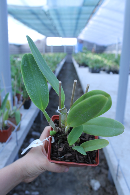 Cattleya labiata semi alba 'Marina' x Cattleya labiata semi alba perola 'Vila Velha'.jpg