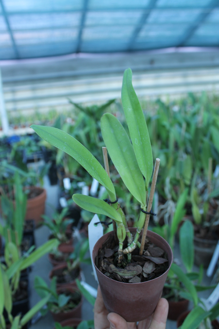 Laelia crispa flamea 'Baronesa' x self.jpg