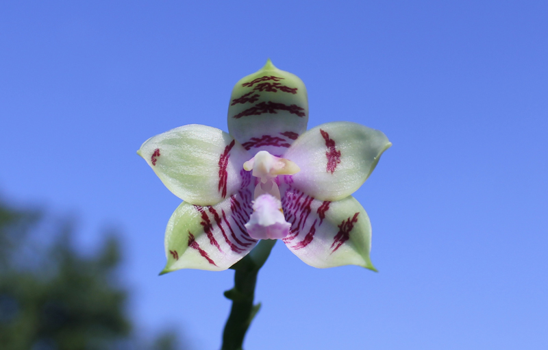Phalaenopsis Jennifer Palermo (C1 type) x Phalaenopsis LD's Bear Queen.jpg