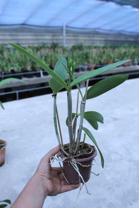 Laeliocattleya Fonte da Saudade.jpg