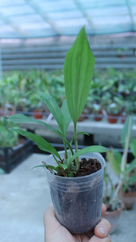 Stanhopea tigrina.jpg