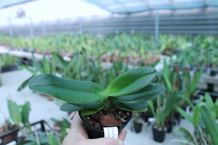Paphiopedilum Woluwense.jpg