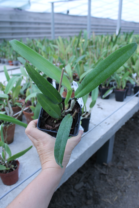 Cattleya labiata 'Yellow Eyes' x self.jpg