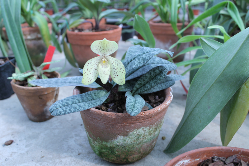 Paphiopedilum concolor.jpg