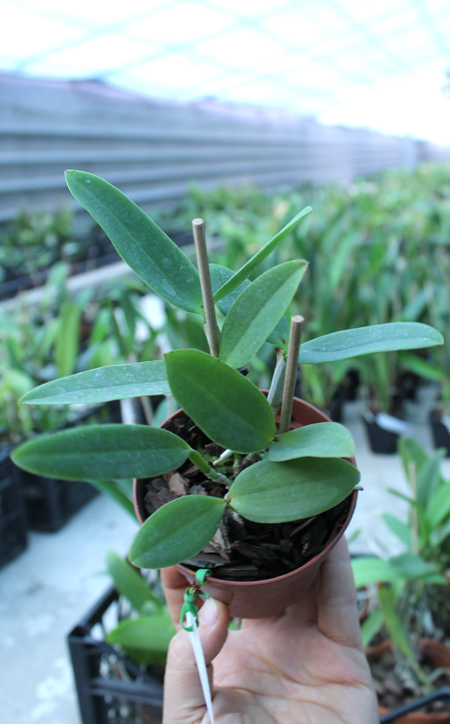 Cattleya schilleriana x Cattleya Peckhaviensis.jpg