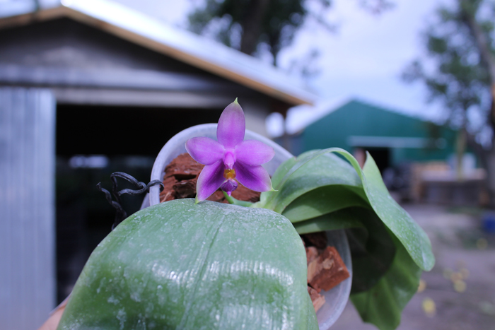Phalaenopsis Samera 'Blue'.jpg