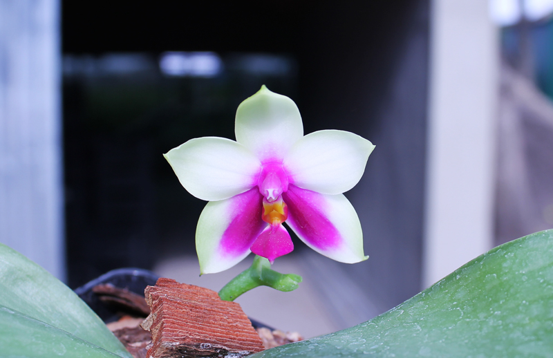 Phalaenopsis Samera x bellina.jpg