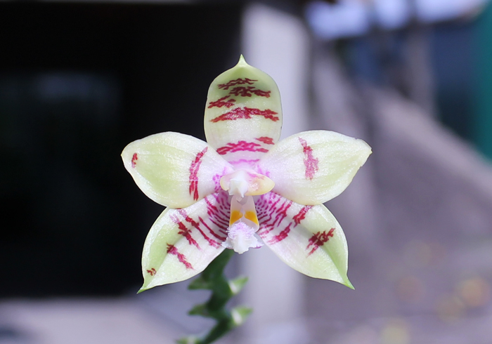 Phalaenopsis Jennifer Palermo (C1 type) x Phalaenopsis LD's Bear Quee.jpg