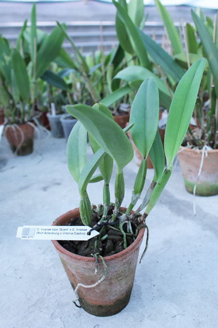 Cattleya trianae tipo 'Giant' x Cattleya trianae (Rolf Altenburg x Vitoria Castro).jpg