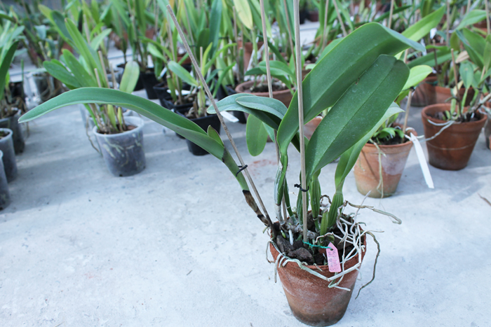 Cattleya labiata tipo 'CH #6' x 'CH #1'.jpg