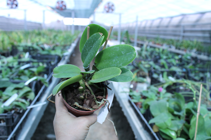 Cattleya maxima semi alba 'AWZ' x SELF.jpg