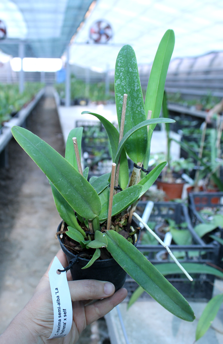 Cattleya maxima semi-alba 'La Pedrena'.jpg