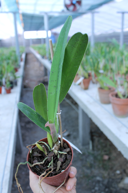 Laelia perrinii concolor 'HG' x SELF.jpg