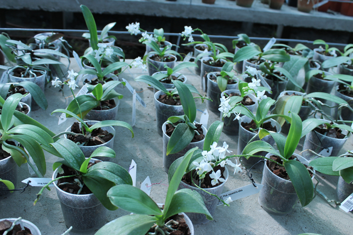 Phalaenopsis equestris alba.jpg