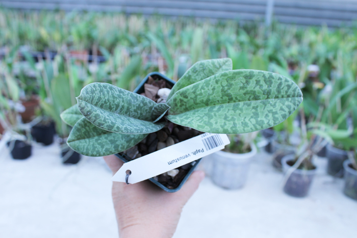 Paphiopedilum venustum.jpg