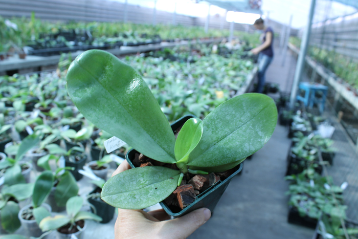 Phalaenopsis Ambotrana x Kung's Red Cherry.jpg