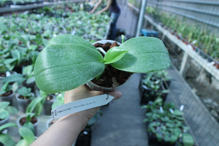 Phalaenopsis bellina '#22' x Ld's Bear Queen '#1'.jpg