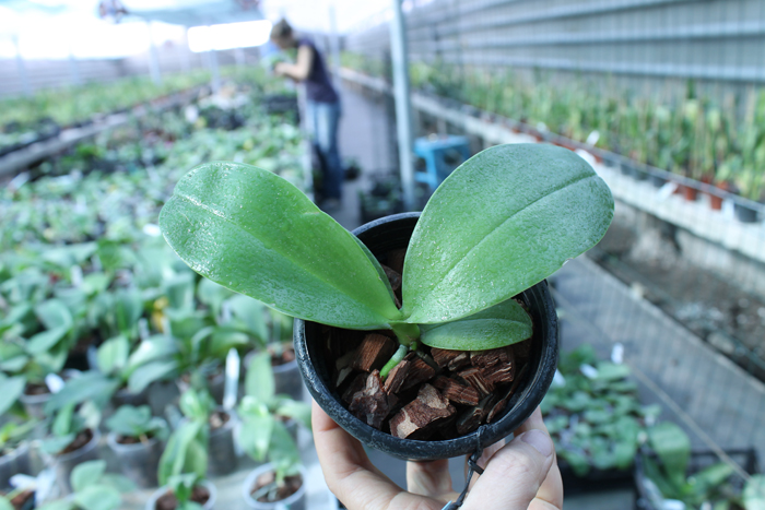 Phalaenopsis tetraspis 'C#1' x Dragon Tree Eagle.jpg