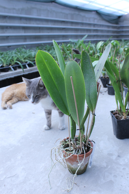 Cattleya mendelii.jpg