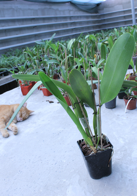 Laelia purpurata (Anelata 'Adans' x Anelata).jpg
