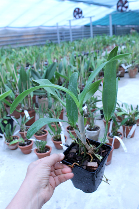 Epicattleya Siam Jade 'Avo'.jpg